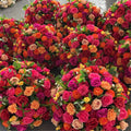 Orange, Pink and Yellow Premium Flower Ball - 1046
