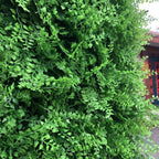 California Hedge Greenery Wall - 504