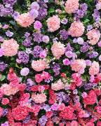 Purple & Pink Wild Hydrengea Premium Flower Wall - 223