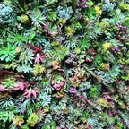 Dark Wetland Greenery Premium Flower Wall - 530