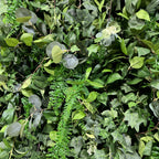 Dripping Green Vinery Premium Flower Wall - 534
