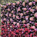 Purple & Pink Wild Hydrengea Premium Flower Wall - 223
