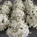 White Ivory Babys Breath Premium Flower Ball - 1004