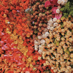 Orange, Brown and Pink Premium Flower Wall - 213