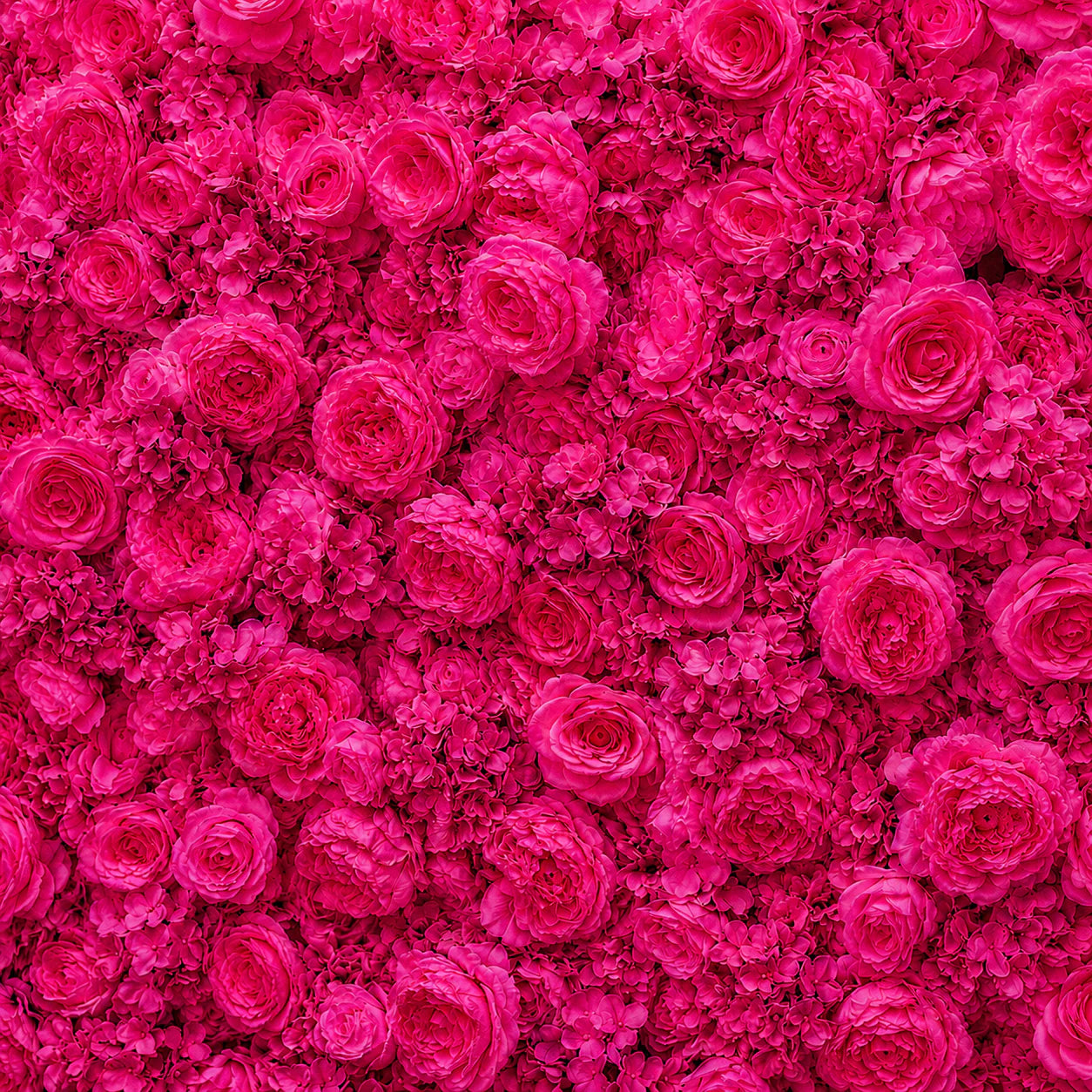 Classic Hot Pink Rose Flower Wall Backdrop - 240