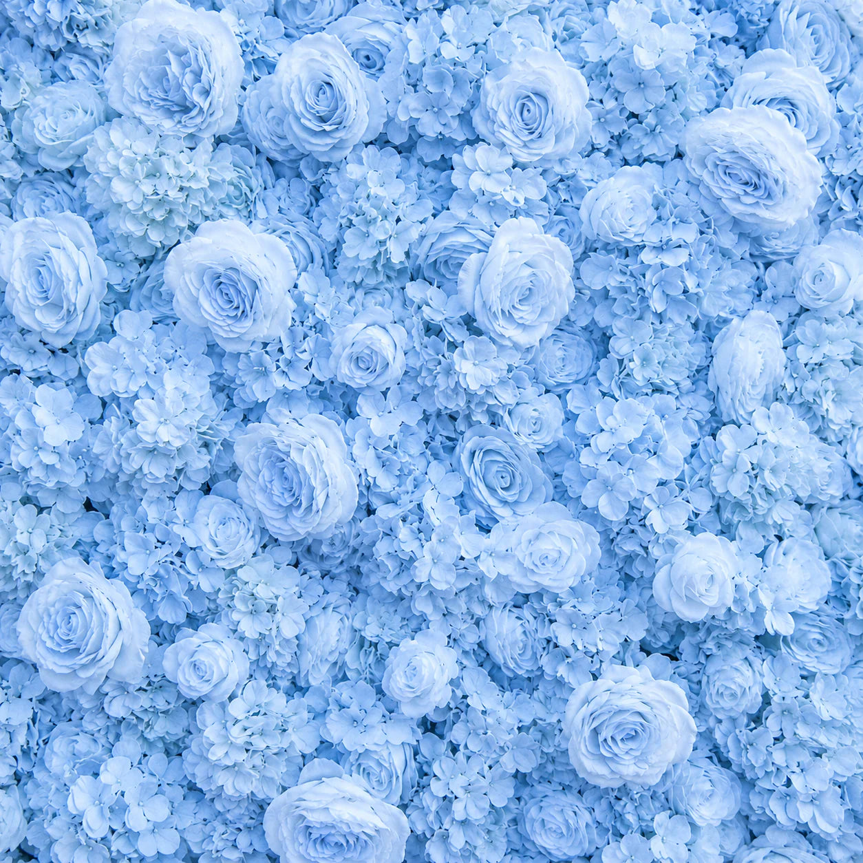 Classic Light Blue Rose Hydrangea Flower Wall & Backdrops | 241