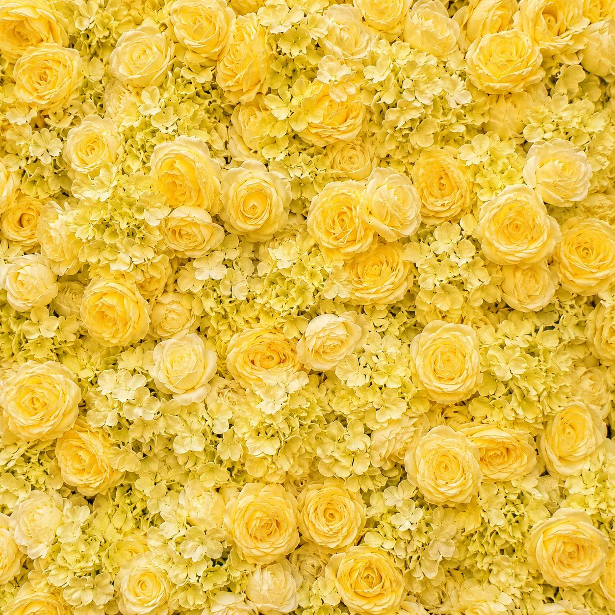 Classic Yellow Rose Hydrangea Flower Wall & Backdrops | 216