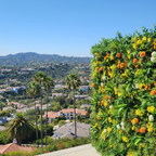 Orange Sunflower Tropical Greenery Premium Flower Wall - 510
