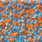 Baby Blue and Orange Wild Rose Premium Flower Wall - 371